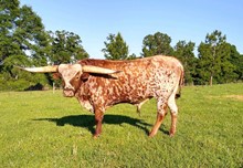 RIVERFORKS SMALLTOWNBULL