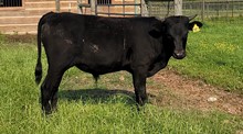 Bull calf 2022 Black Market C&B x Rumor Mill