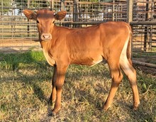 Heifer calf 2023 Black MarketxGamblingRQ