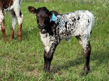 Heifer calf 2023 Black Market x JustRingHerBCB