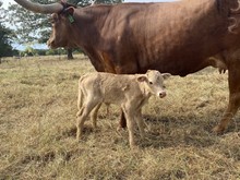 JW/Reba Heifer
