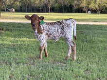 Divi/Bizi Heifer