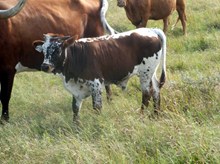 Calf 879 Bull