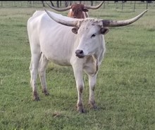 Aberdeen Cowgirl CPL