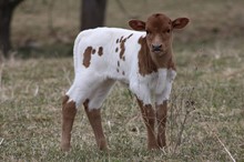 DW FAST DRY X WS HYDRO 2023 HEIFER