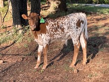 Olive/Kelvin Bull