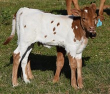 Rosepeadal 22 Heifer