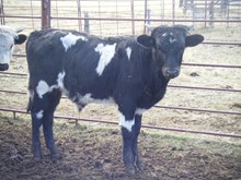 Bull Calf #15