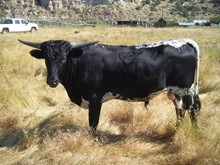 Bull Calf #17