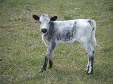 Heifer calf #4