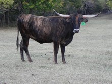  AL Moneys Brindle Beauty