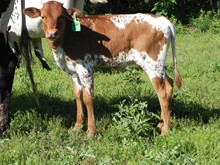 Safari/Bizi Heifer