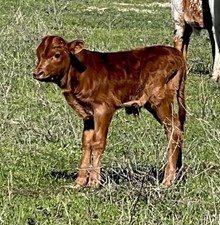 Bull Calf 1