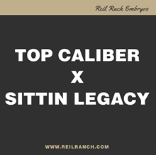 Top Caliber x Sittin Legacy