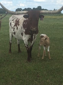 Goldmine Maiden Bull calf