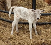 Buttercup's 2023 Heifer