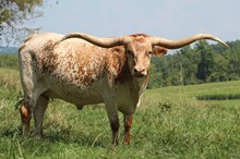 Horseshoe J Amarillo