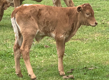 2020  Bull calf 27