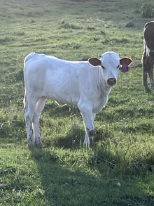 August 23 Heifer