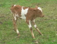 2020 Bull calf 26
