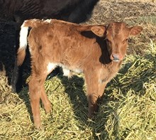 Flying Bomber 17 Heifer