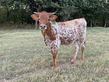 Diva/Bizi Heifer