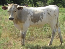 Mulbery Dawn 2021 Bull Calf
