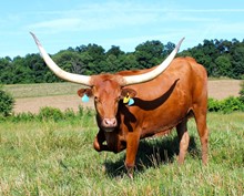 RJF Jubilee Lady 