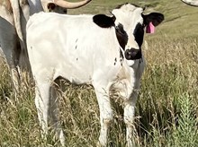 HL Clear Money Heifer Calf
