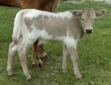 Pumkin 2022 bull calf
