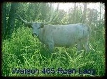 Watson 465 Roan Lady