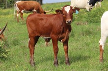 Bull calf 2023 BlackMarketxSwagNPriss