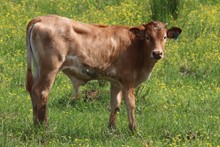 Bull calf 2023 HelloDarlinxPaintedRose