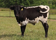 Bull calf 2022 Black Market C&B x Girlfriend BCB