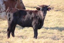 2016 EOT Outback Freckles Heifer