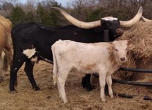 Cadillac's 2022 bull calf
