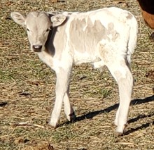 Lulaby's 2023 Bull Calf