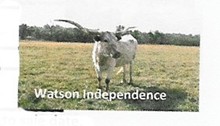 Watson Independence