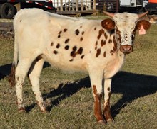 Artemis 24 Heifer