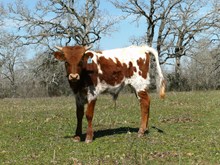 UNNAMED BULL 30/2