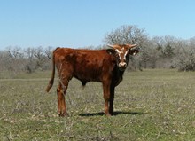 UNNAMED BULL 33/2