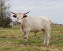 UNNAMED BULL 4/2