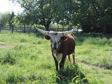 MW WILD BILL