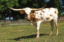 COUNTRY LEGEND
