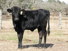Prime Black Diamond