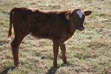 RJF REFLEC BAR BULL TAG 258