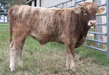 'Hallie's bullcalf'