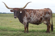 BH Coonass Lizzie