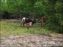 Super Fly Heifer