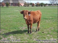 DDR Rodeo Sweetheart